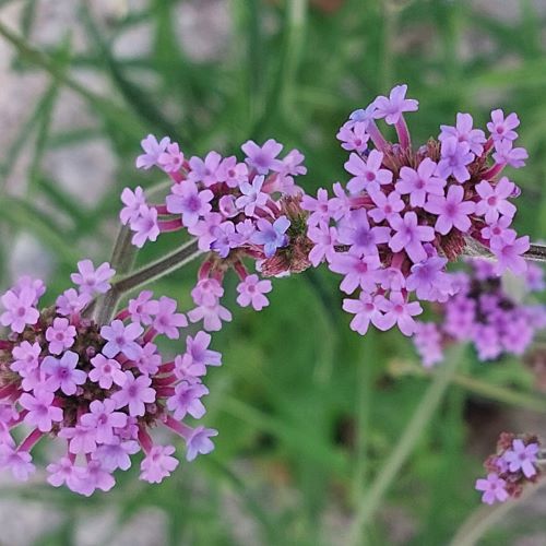 Künka Taimeaed – Argentiina raudürt 'Vanity' Verbena bonariensis 'Vanity'