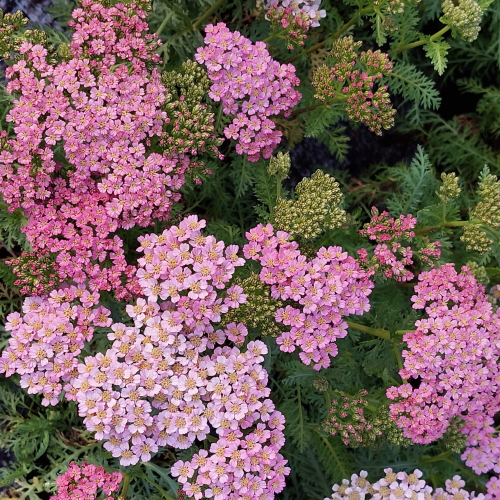Künka Taimeaed – Harilik raudrohi 'Milly Rock Pink' Achillea ...